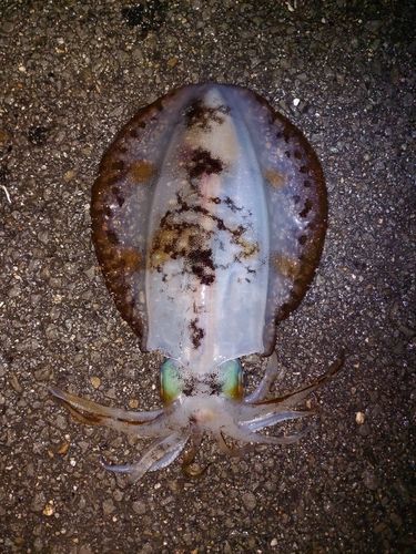 アオリイカの釣果