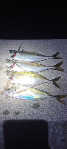 マアジの釣果