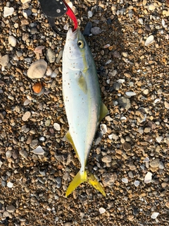 ツバスの釣果
