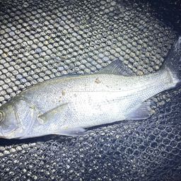 セイゴ（ヒラスズキ）