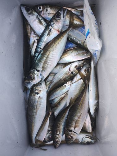 マアジの釣果