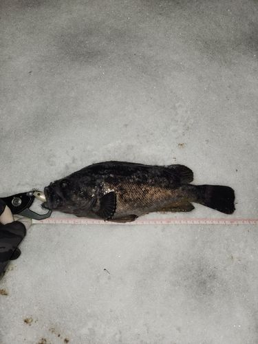 三陸海岸（青森）