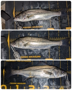 シーバスの釣果