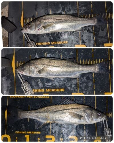 シーバスの釣果