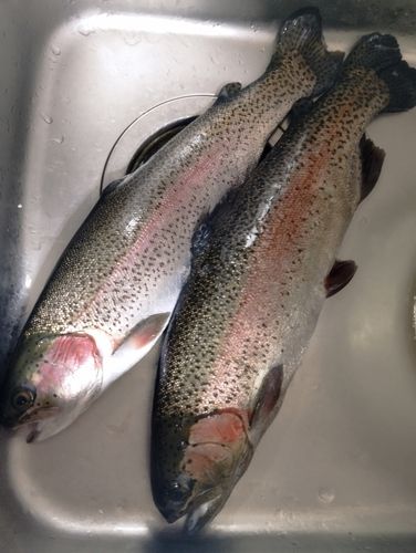 ニジマスの釣果