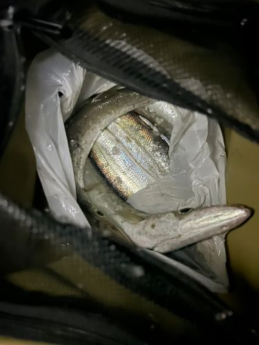 カマスの釣果
