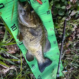 スモールマウスバス