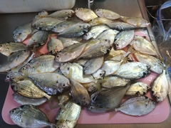 ヒイラギの釣果