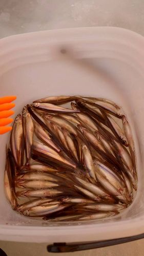 ワカサギの釣果