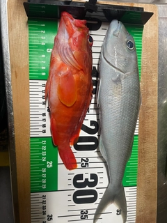 アオチビキの釣果