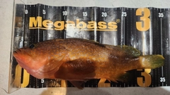 キジハタの釣果