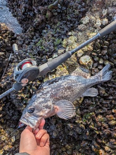 クロソイの釣果