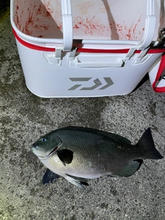 メジナの釣果