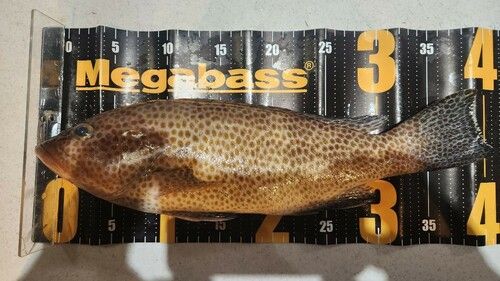 オオモンハタの釣果