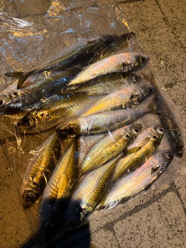 マアジの釣果