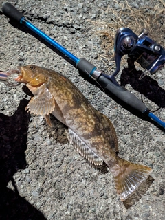 アイナメの釣果