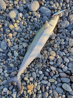 サゴシの釣果
