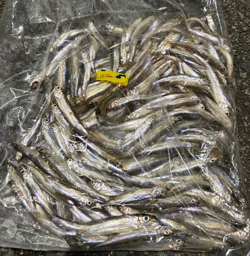 ワカサギの釣果