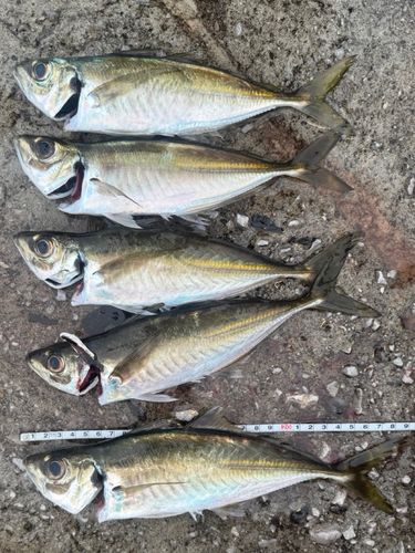 アジの釣果