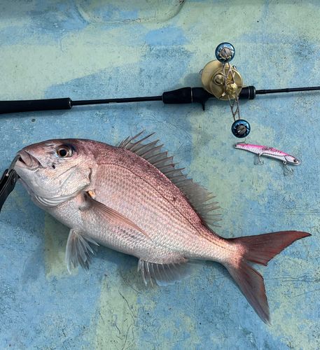 マダイの釣果