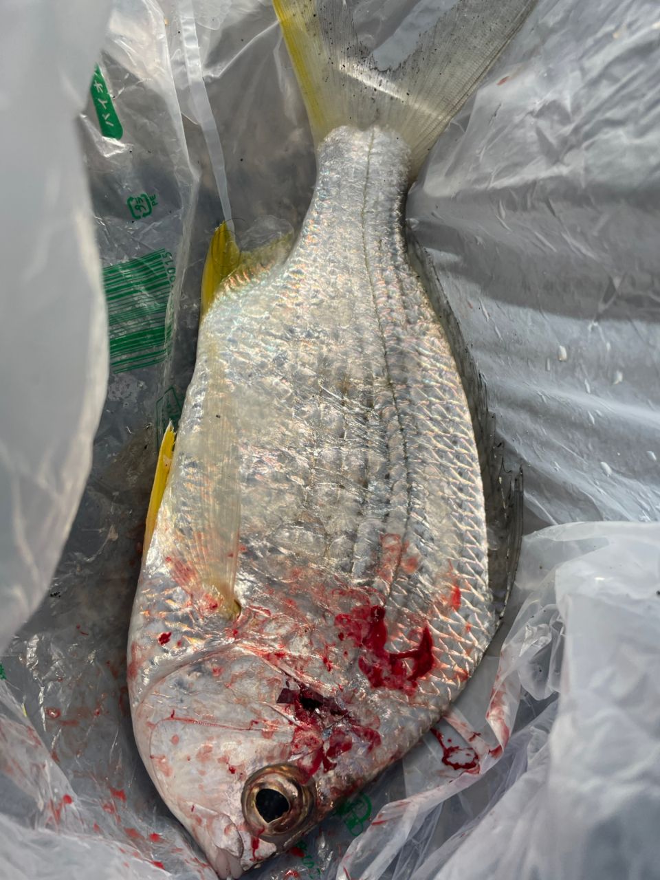 SHIMANO 14ブルズアイ 5050の最安値・インプレ・釣果 | 本音の口コミが