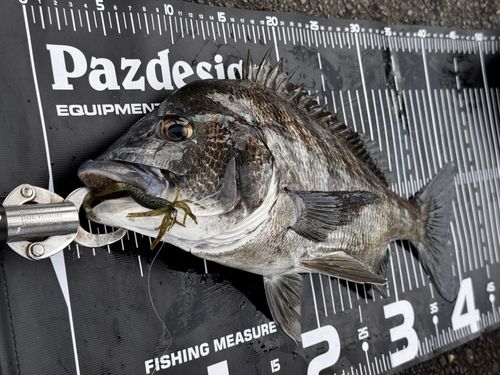 チヌの釣果