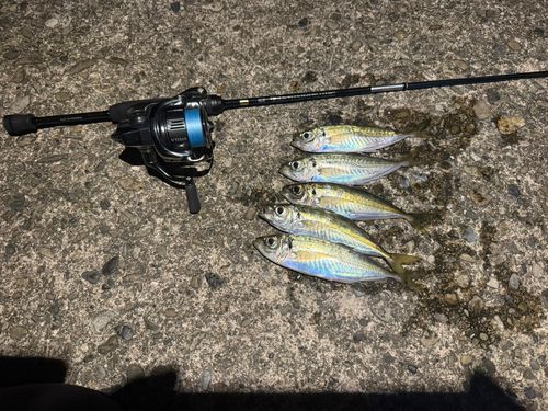 アジの釣果