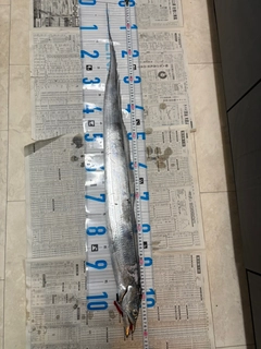 タチウオの釣果