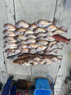 タイの釣果