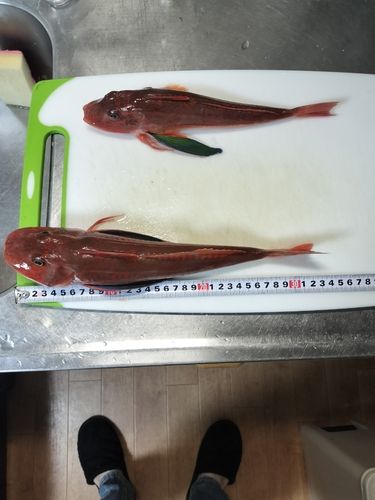 ホウボウの釣果