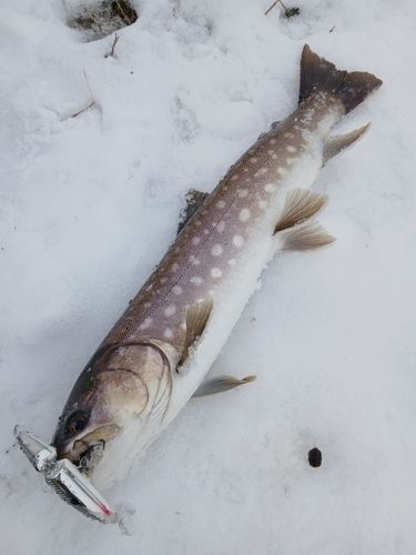 アメマスの釣果