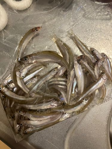 ワカサギの釣果