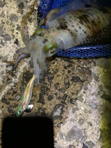 アオリイカの釣果