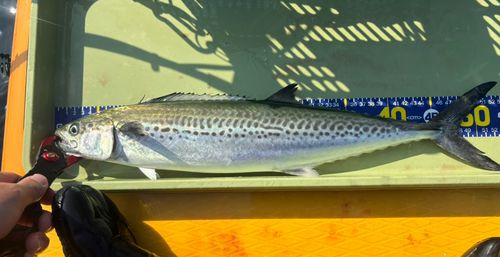 サゴシの釣果
