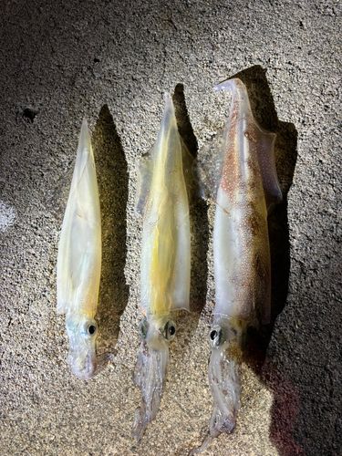 ヤリイカの釣果
