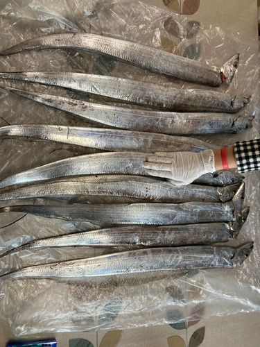 タチウオの釣果