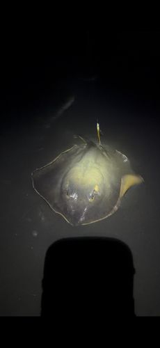 アカエイの釣果
