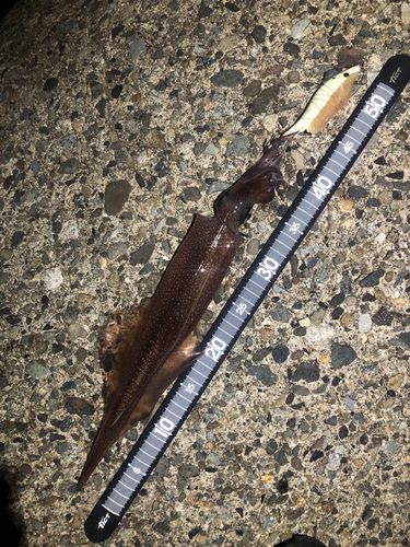 ヤリイカの釣果