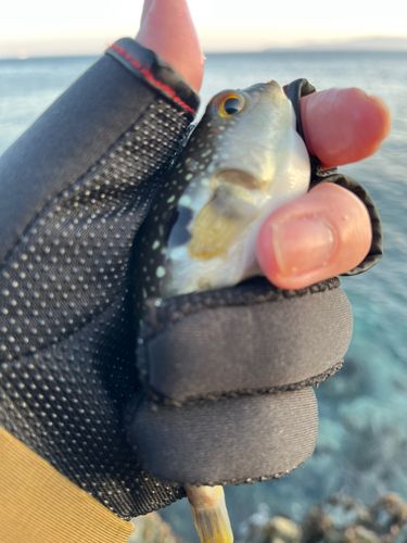 フグの釣果