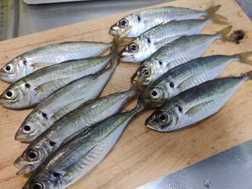 マアジの釣果