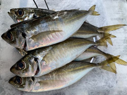 本牧海づり施設