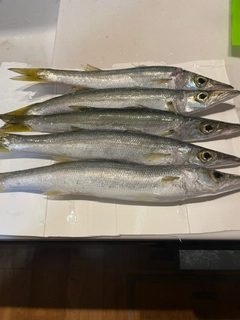 カマスの釣果