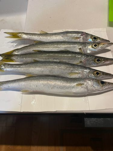 カマスの釣果