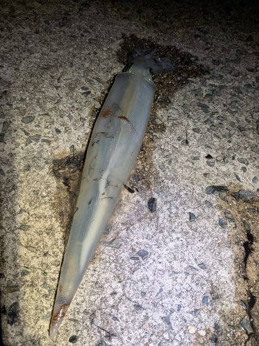 ヤリイカの釣果