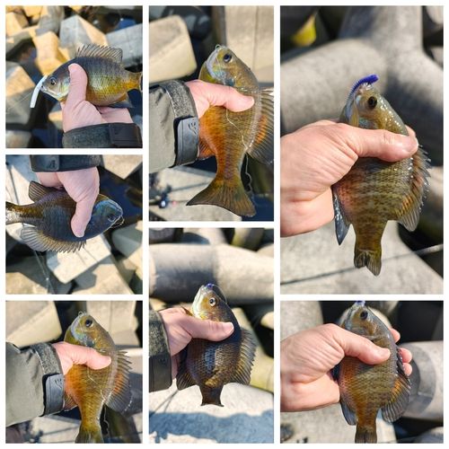 ブルーギルの釣果