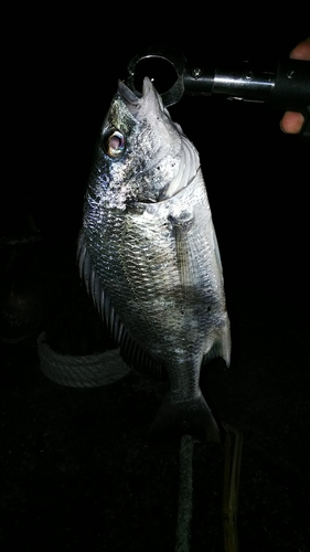 キチヌの釣果