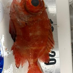 ミナミクルマダイ