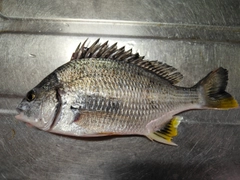 キビレの釣果