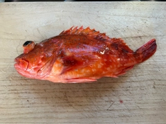 ウッカリカサゴの釣果