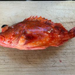 ウッカリカサゴ